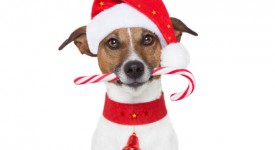 Regali per cani gatti Natale