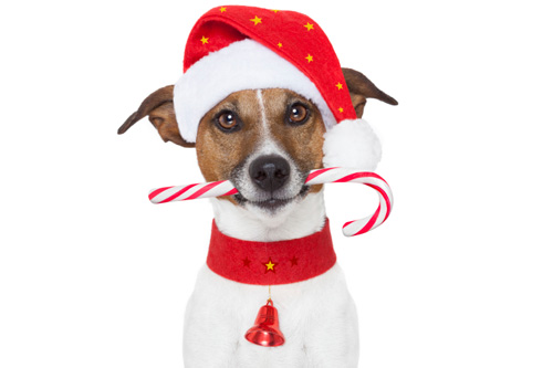 Regali per cani gatti Natale