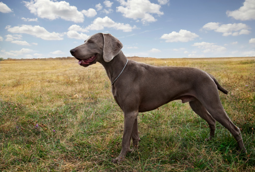 Aiutare Weimaraner acquisto plaid