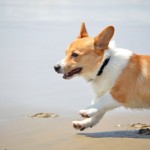 Welsh Corgi