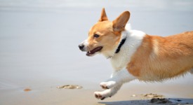 Welsh Corgi