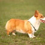 Welsh Corgi