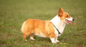 Welsh Corgi