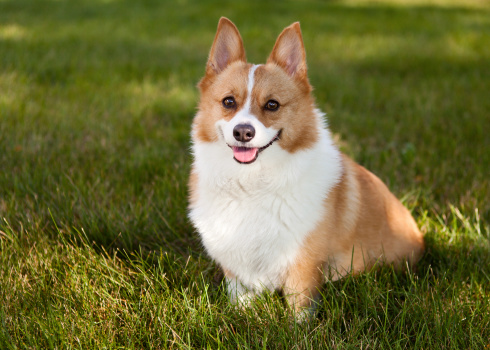 Welsh Corgi