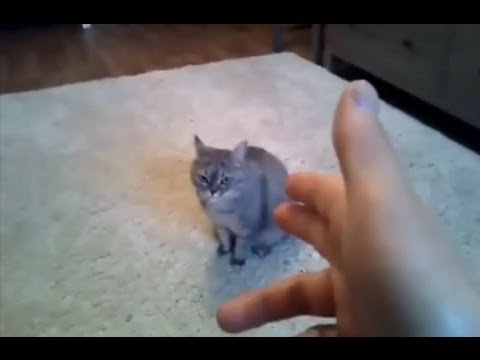 animali fingono morire video