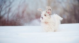 Cani nella neve