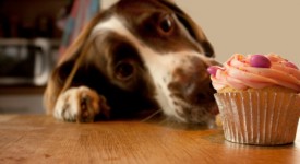 Muffin per cani