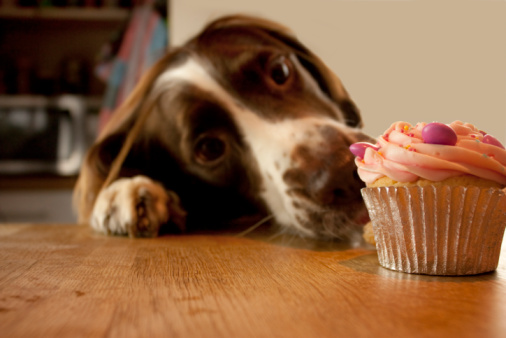 Muffin per cani