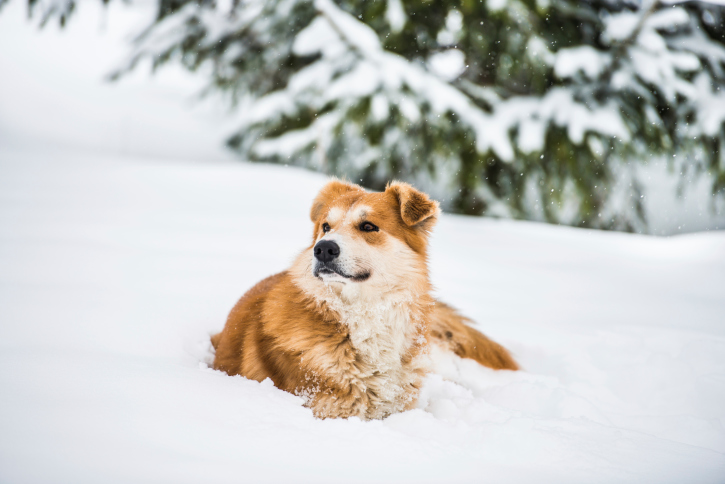 occhi del cane