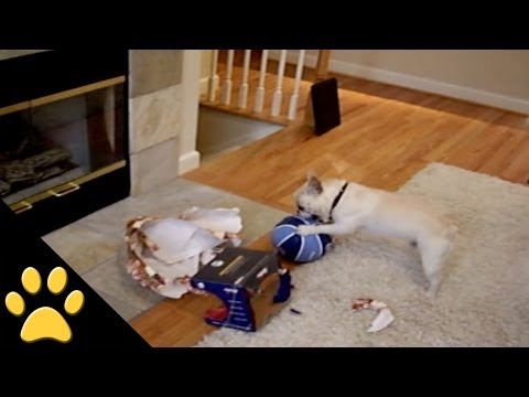 video divertente cani che scartano i regali