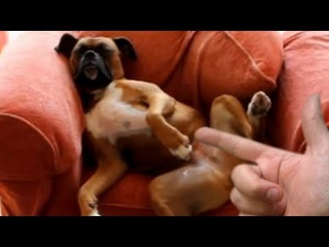 Cani fingono morire VIDEO 