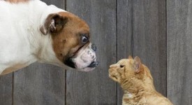 Cani Vs gatti compilation ridere VIDEO
