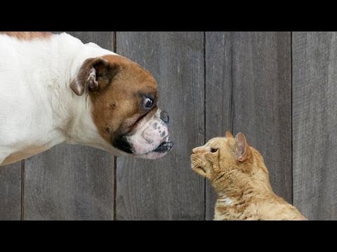 Cani Vs gatti compilation ridere VIDEO