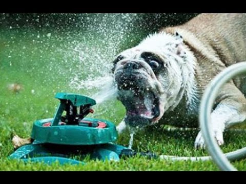 Cani Vs irrigatore giardino VIDEO