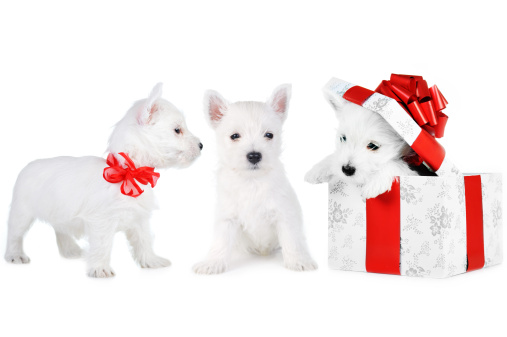 cuccioli di cane in regalo a Natale