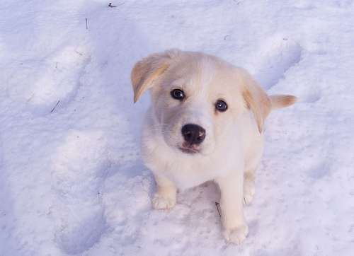 Cani nella neve