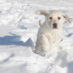 Cani nella neve, cane, neve