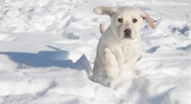 Cani nella neve, cane, neve