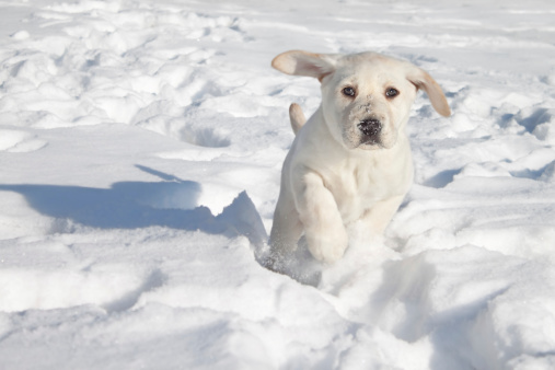 Cani nella neve, cane, neve