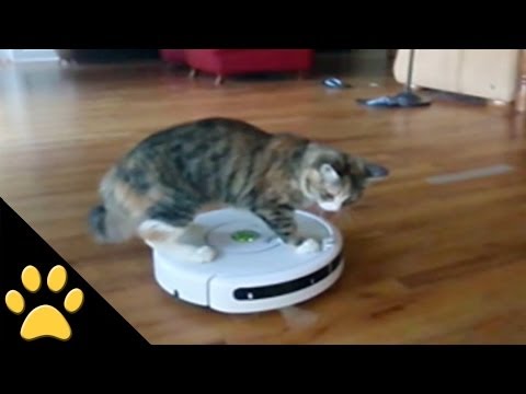 Gatti Vs aspirapolvere robot: video curioso | Tutto Zampe