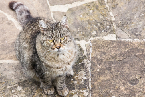 diabete gatto sintomi cause cosa fare