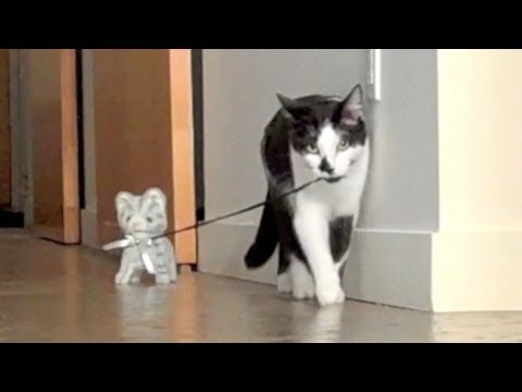video simpatico gatti