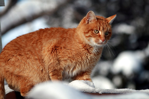 polpastrelli del gatto