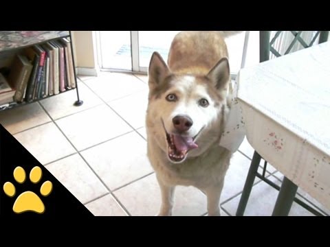 siberian husky video divertenti