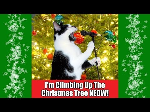 gatto albero decorazioni Natale video