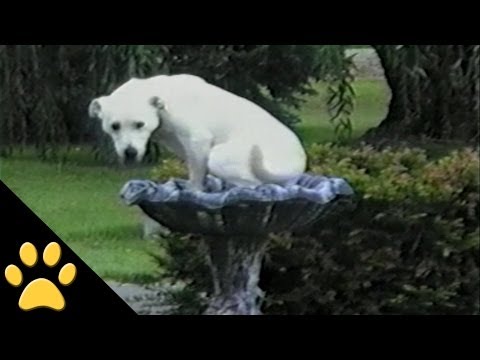 Labrador pasticcioni VIDEO