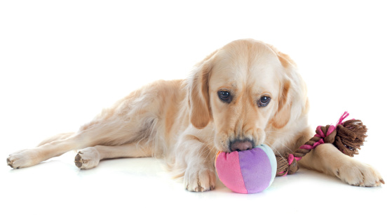 epilessia cane sintomi cause cura