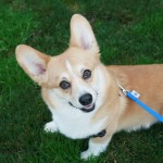 Welsh Corgi