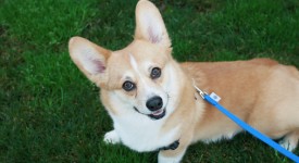 Welsh Corgi