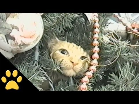 gatti nell'albero di Natale video divertente