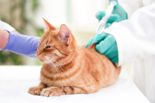 diabete gatto 5 cose da sapere