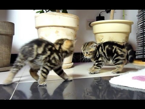Video thumbnail for youtube video Video divertente gatti: la danza del combattimento | Tutto Zampe