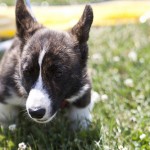 Welsh Corgi