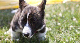 Welsh Corgi