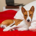 Basenji