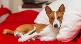 Basenji