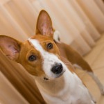 Basenji