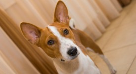 Basenji