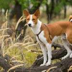 Basenji