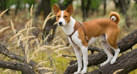 Basenji