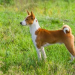 Basenji