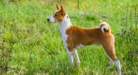 Basenji