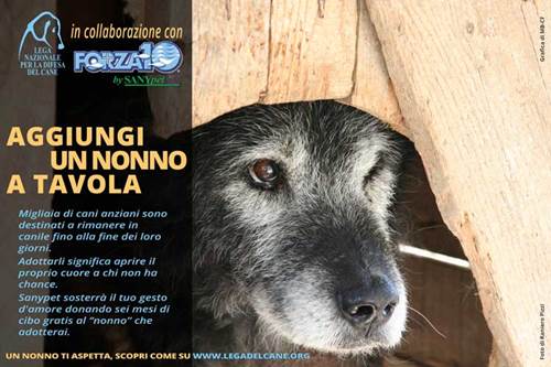 Adozione cani anziani campagna Lega del Cane