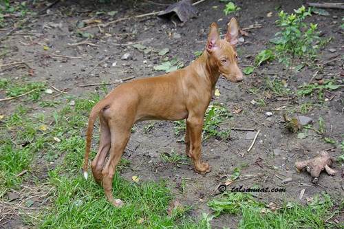 Cane Faraoni prezzo allevamento