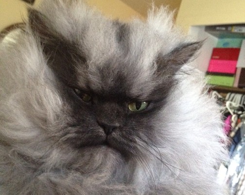 Colonel Meow