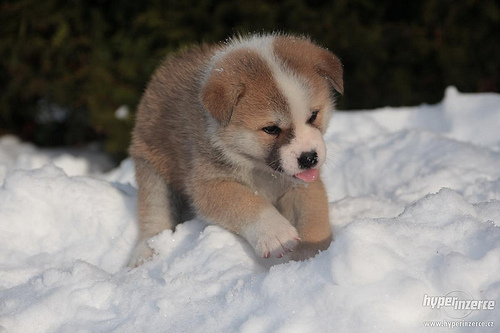 Mamma Akita Inu coccola cuccioli VIDEO